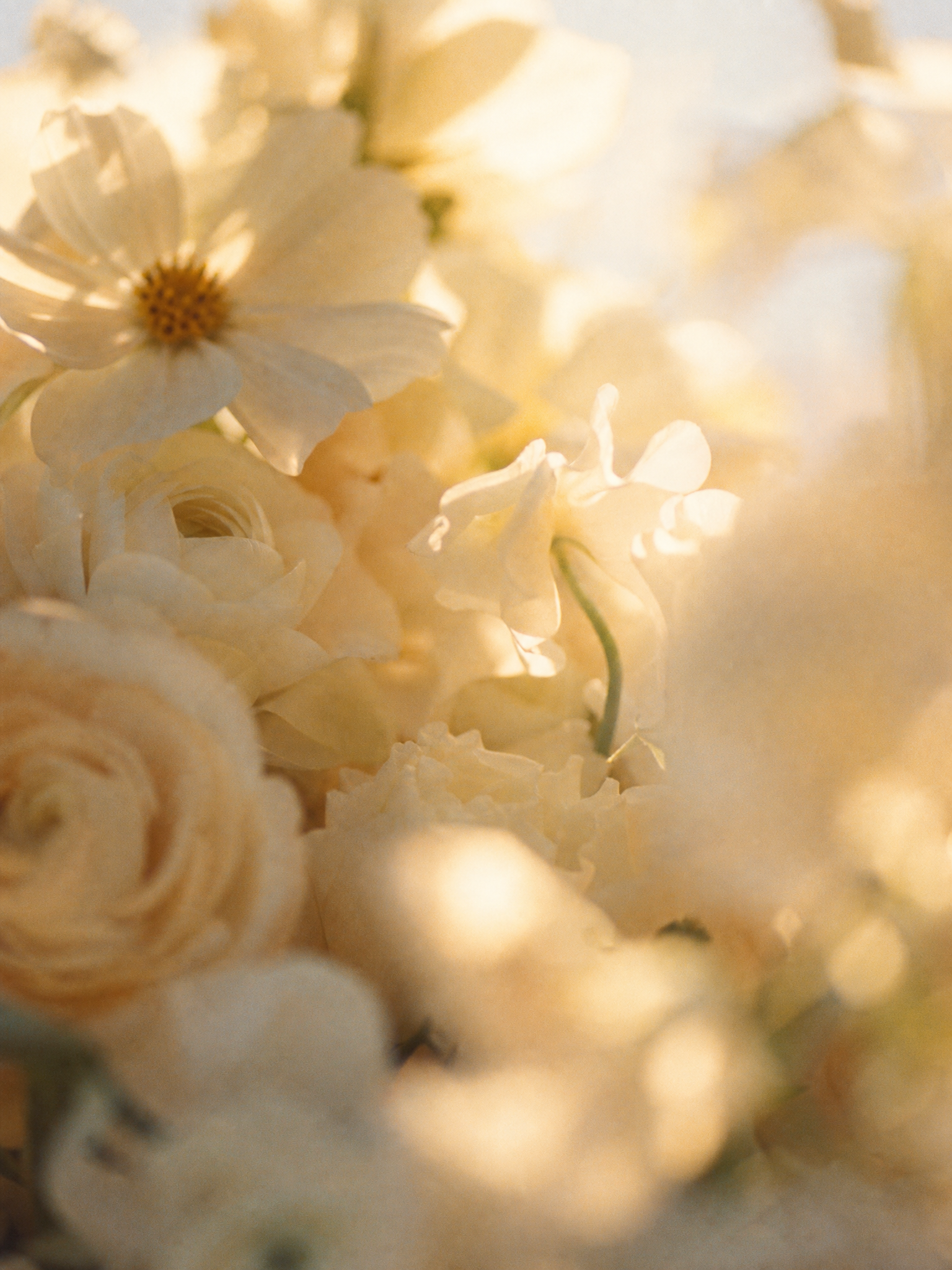 Close-up of white flowers, possibly roses, with soft lighting and blurred background.