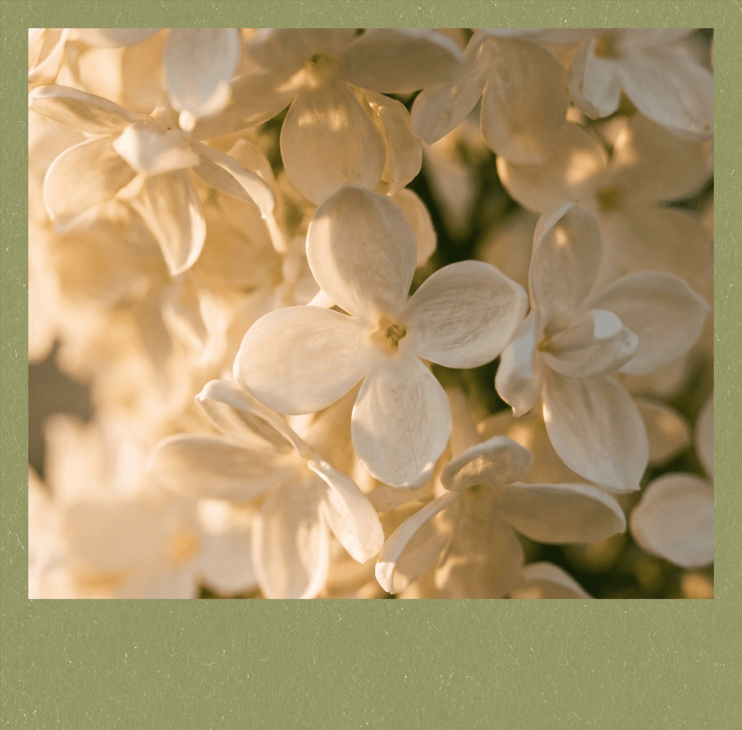 Close-up of white flower petals, possibly hydrangea.