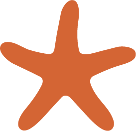 A brown starfish with five arms against a white background.