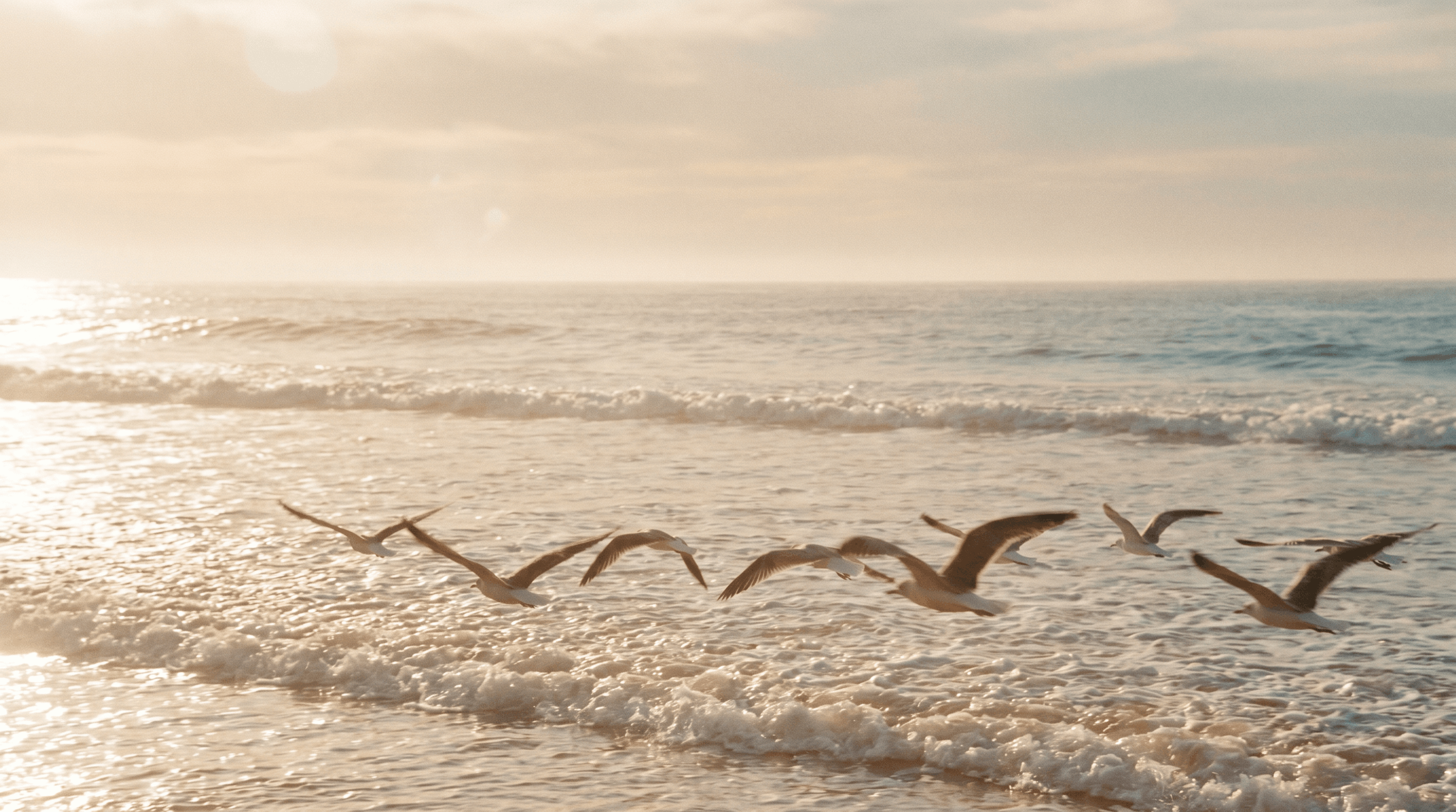 Seagulls flying over the ocean near the shoreline during sunset or sunrise.