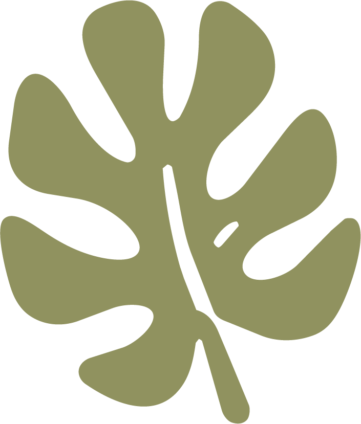 Simplified illustration of a green monstera leaf.