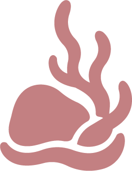 Illustration of an abstract coral or seaweed in pinkish-brown color.