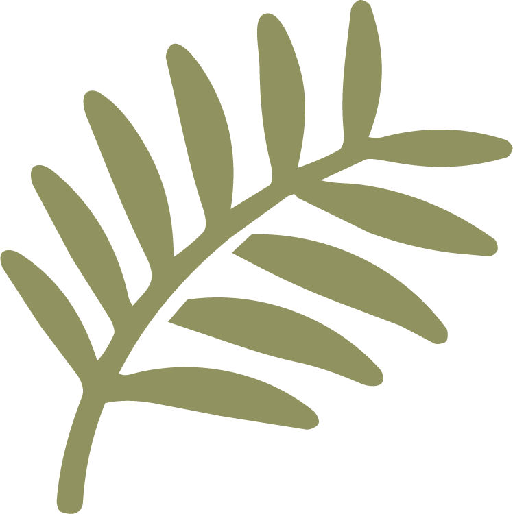 Illustration of green fern leaf against black background.