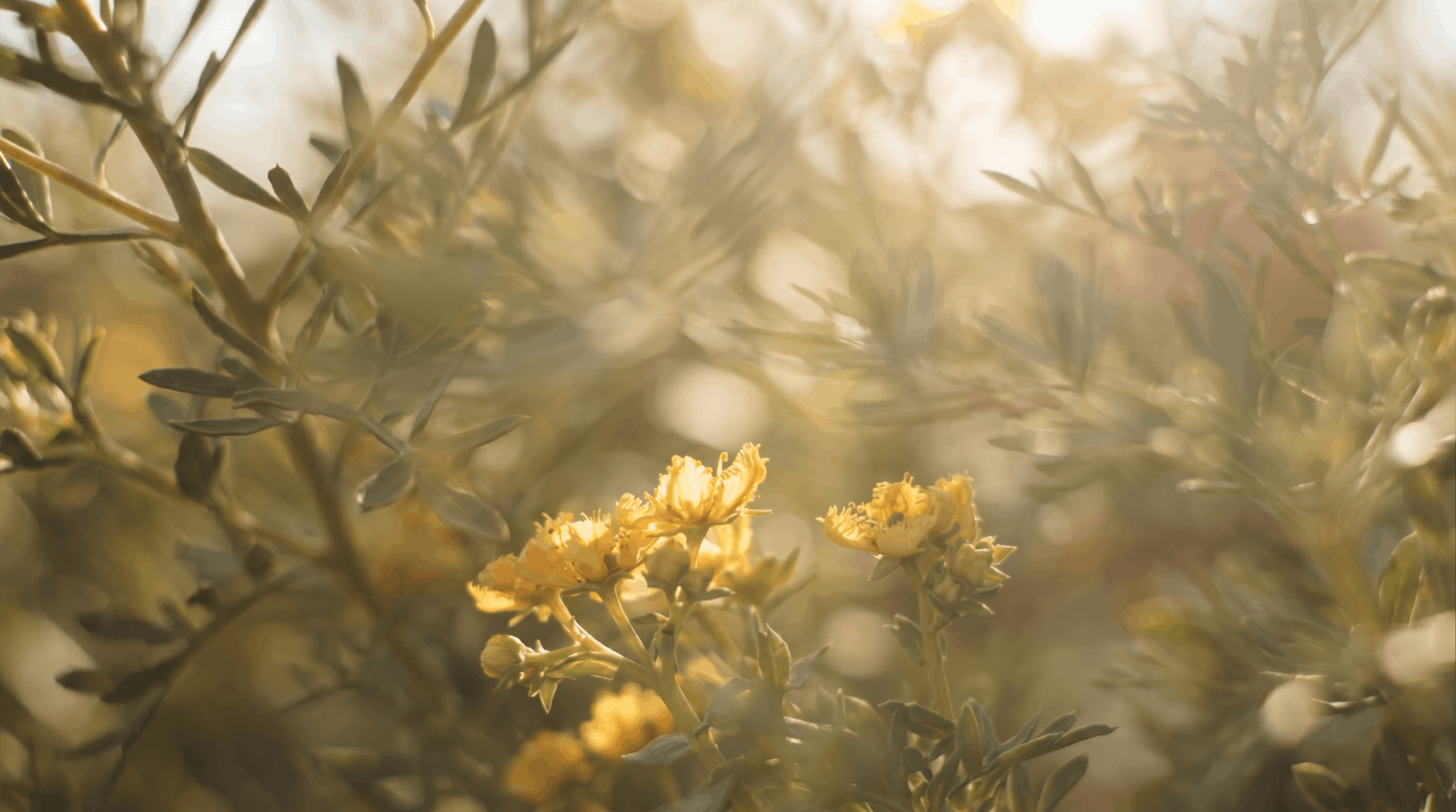 Close-up of yellow flowers and greenish-gray leaves with blurred background and warm sunlight.