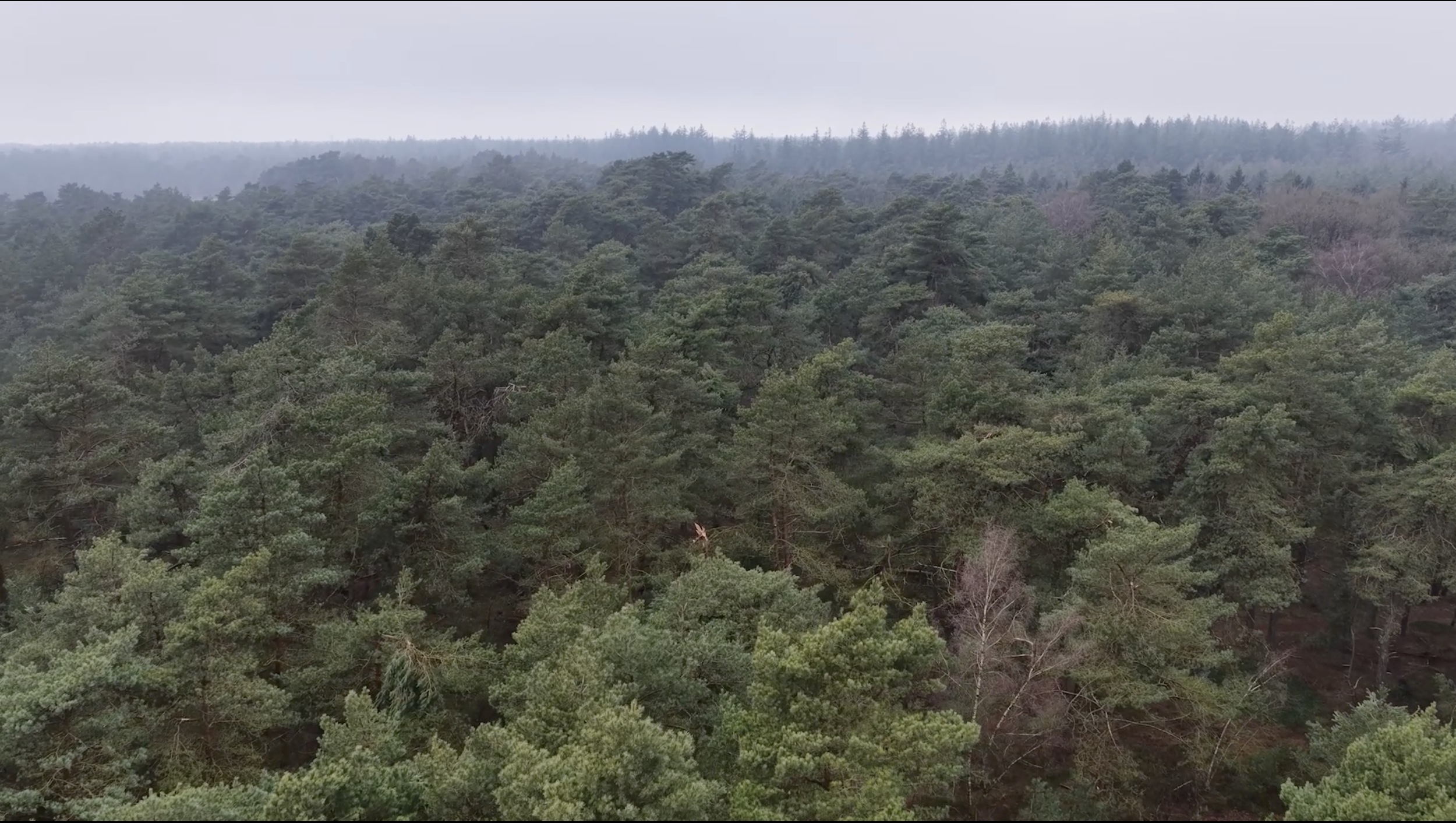Uitgestrekt bos met dichtgegroeide groenblijvende bomen en een mistige hemel op de achtergrond.