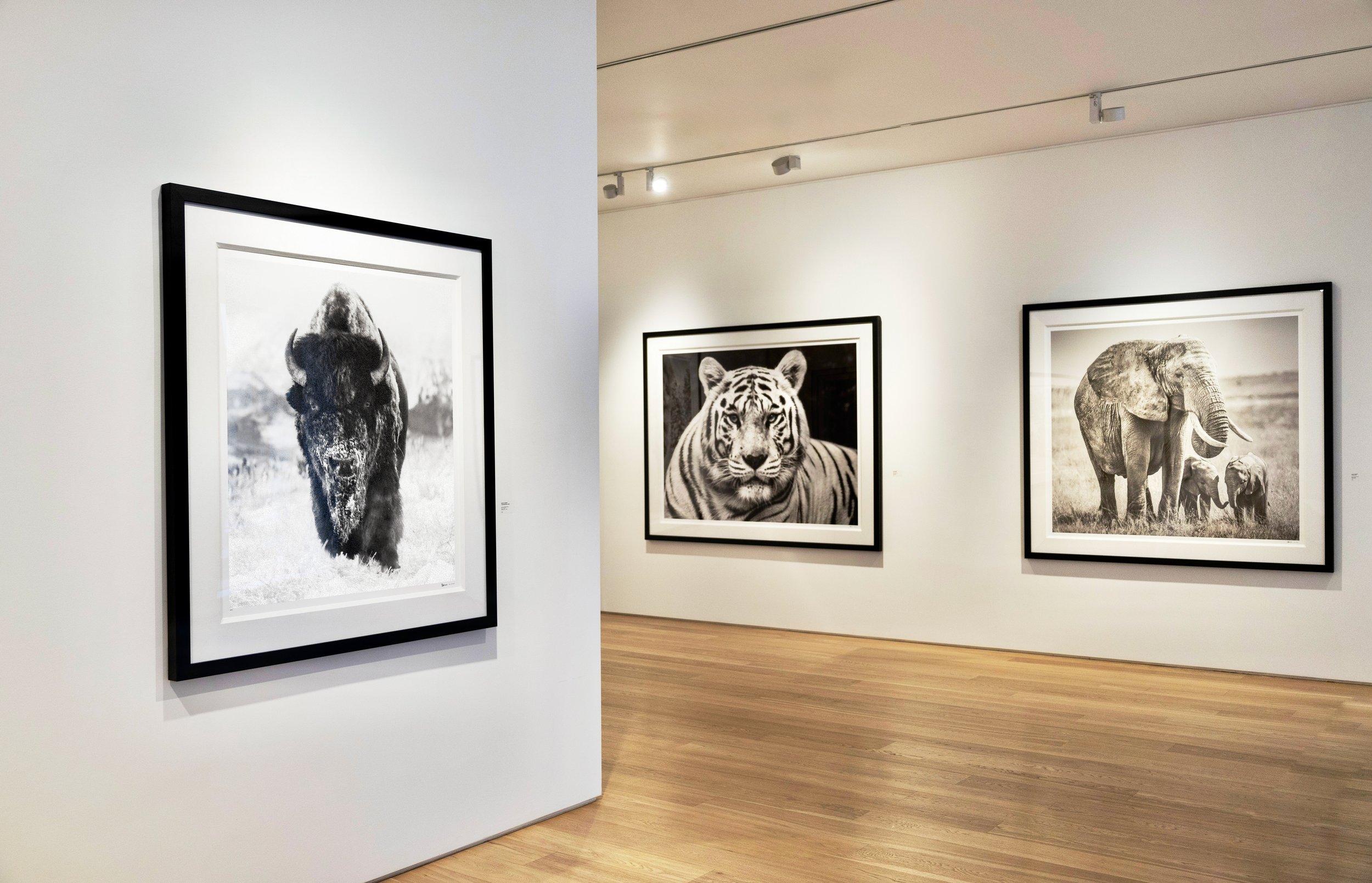 Black and white photographs of a bison, a tiger, and an elephant are displayed in an art gallery.