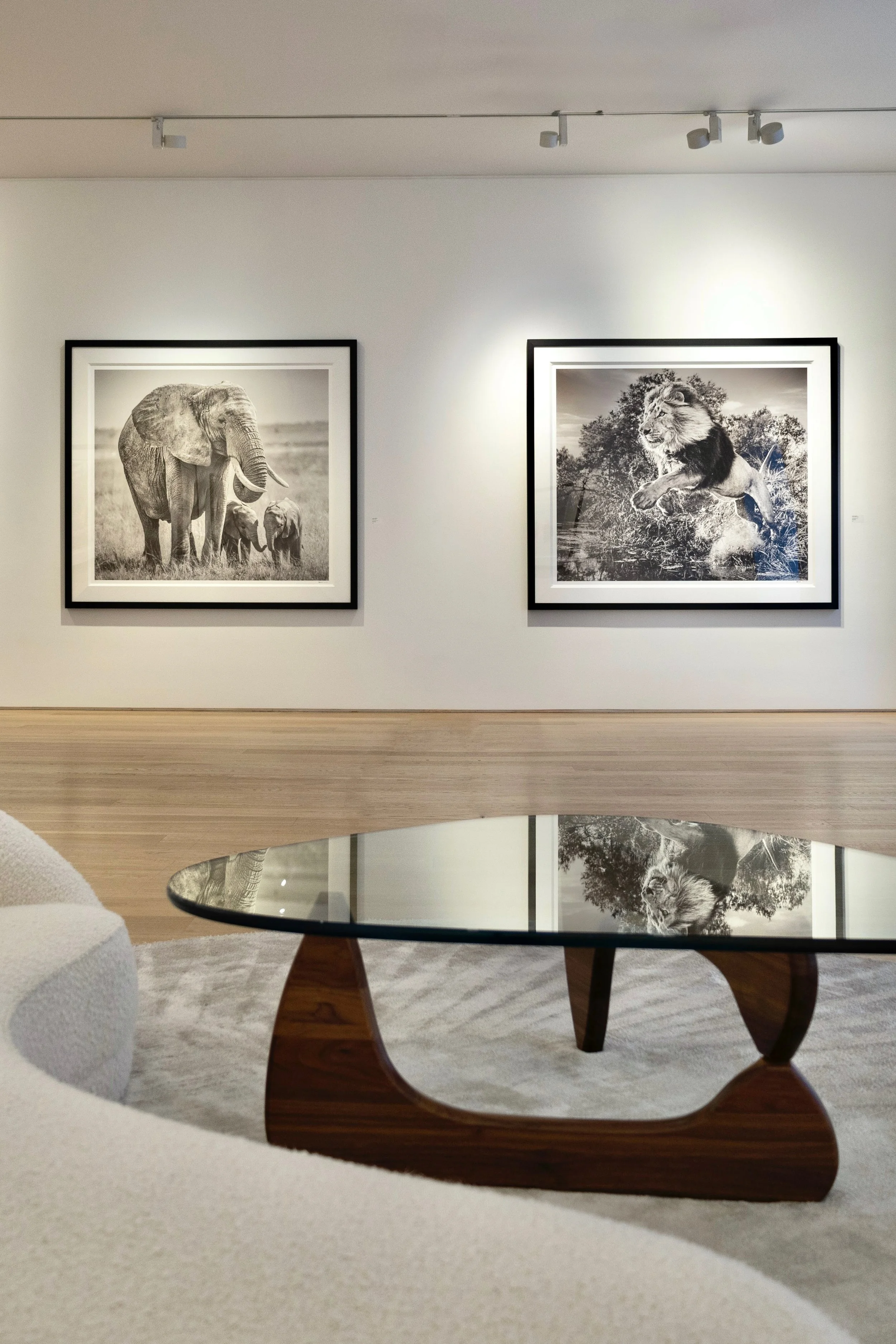 Black and white photograph of a herd of elephants on display in an art gallery.