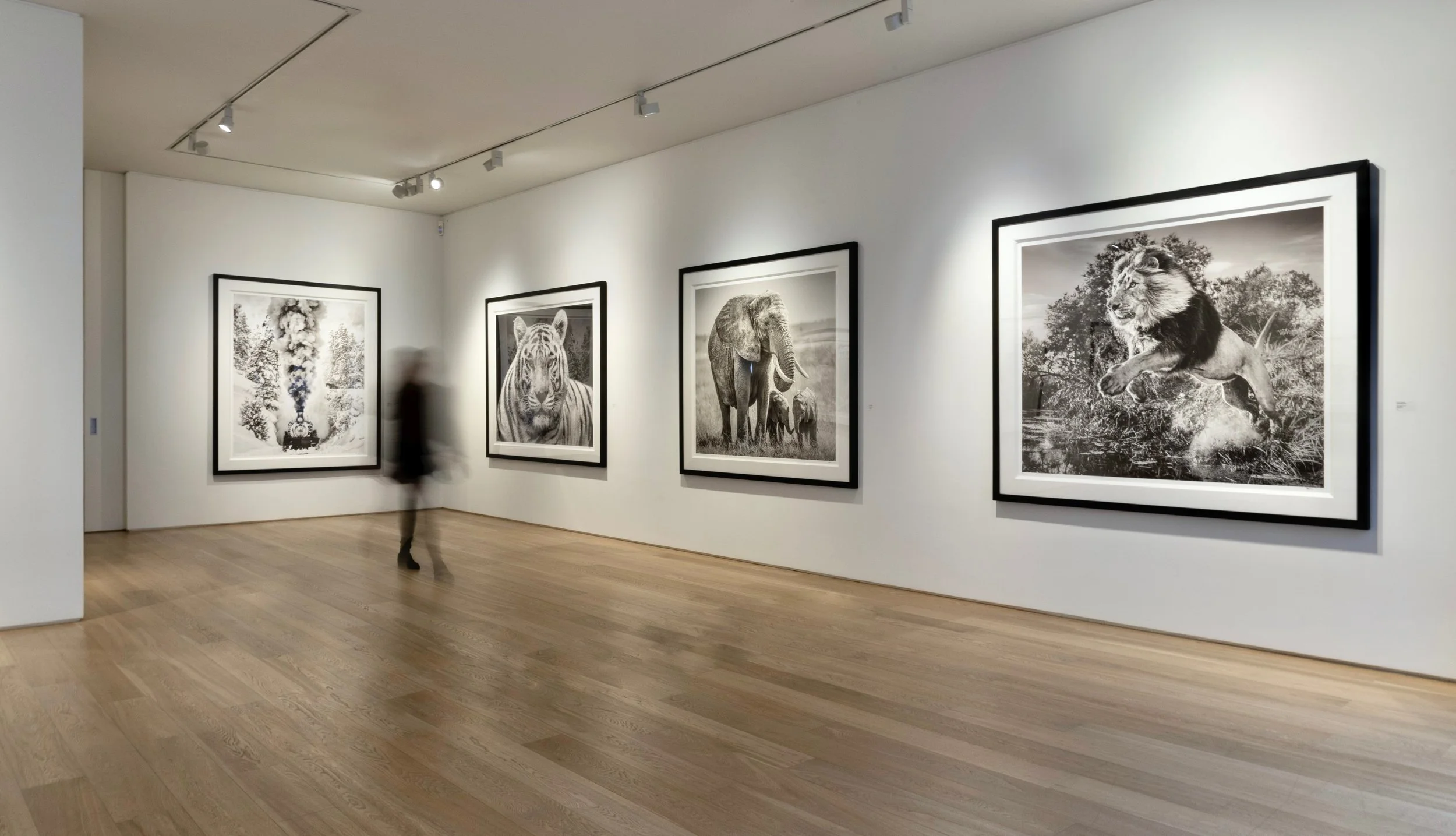 An art gallery displaying black-and-white animal photographs, including a tiger, elephants, and a lion, on white walls with wooden floors and track lighting.