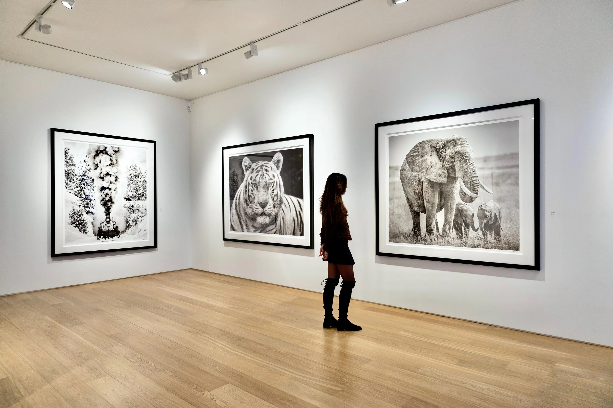 A woman standing in an art gallery looking at black-and-white wildlife photographs, including an elephant and a tiger.