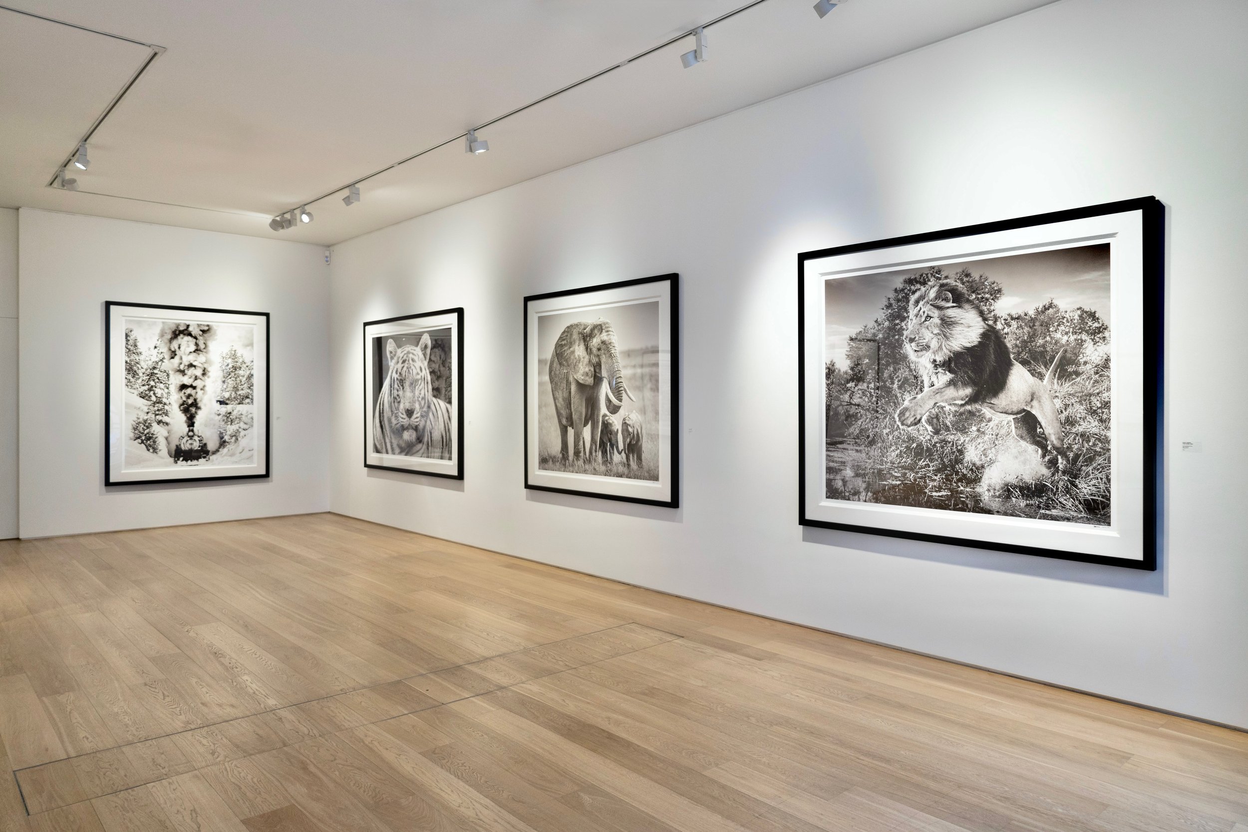 Black and white photographs of animals displayed on a white gallery wall, including a train resembling a steam locomotive with smoke, a tiger, an elephant, and a lion.