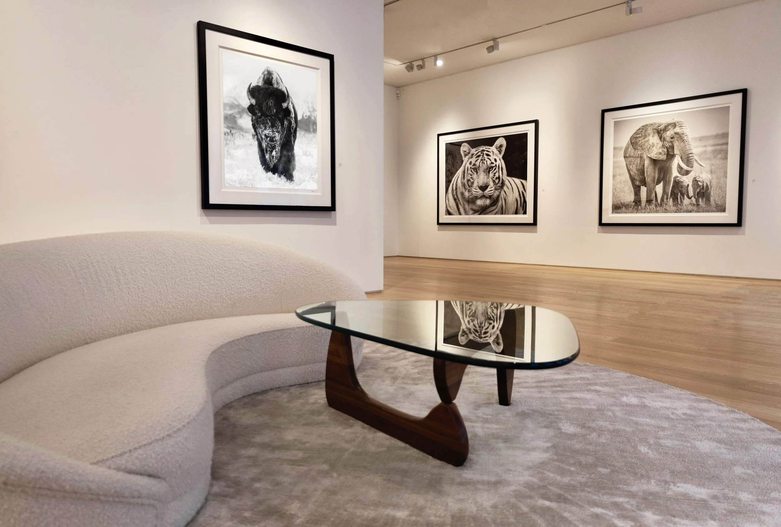 Photo of an art gallery with three large framed photographs of wild animals: a buffalo on the left, a tiger in the center, and an elephant with a calf on the right. The image is viewed from a modern sitting area with a beige couch and a glass and woo
