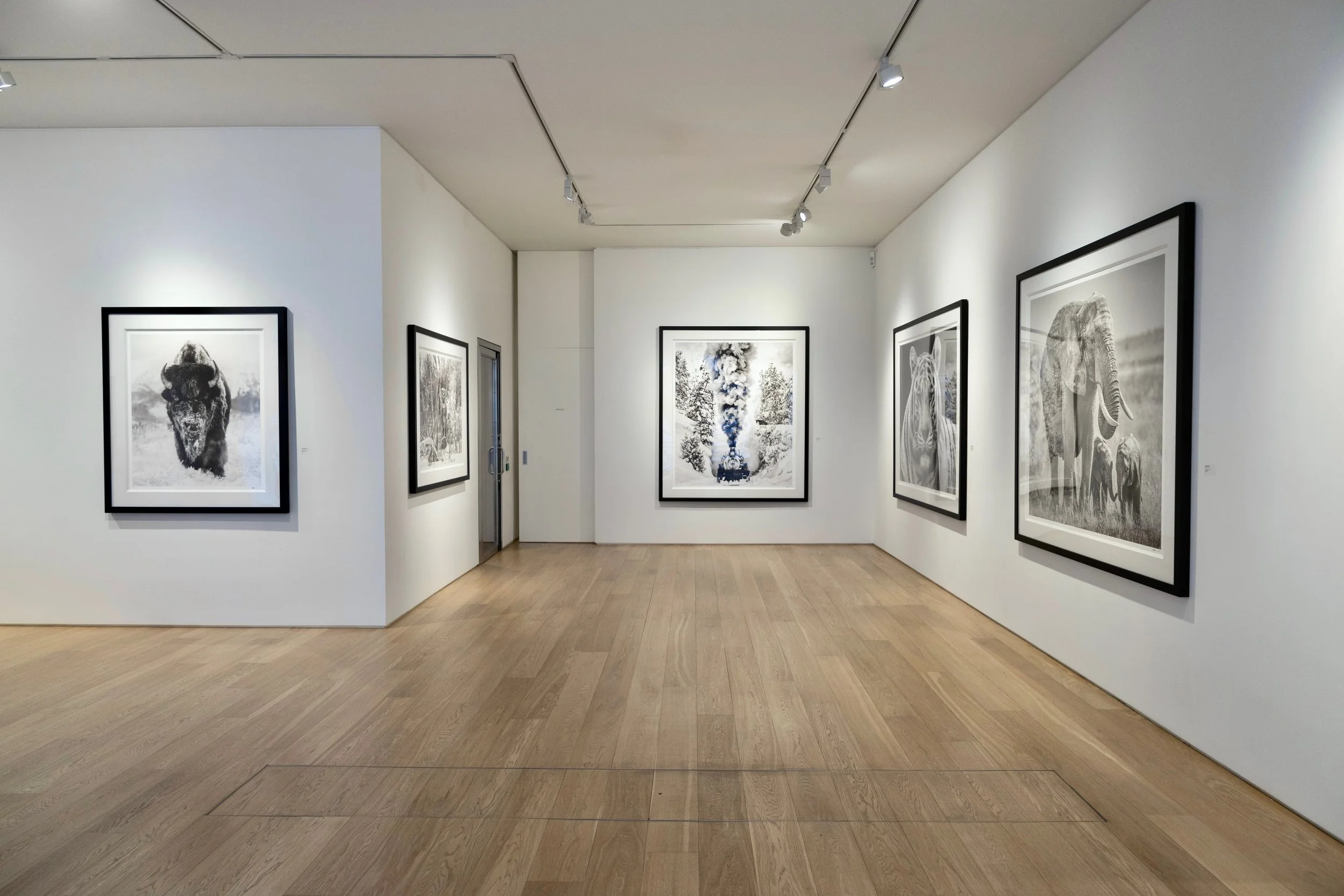 Gallery wall with black and white animal photographs, including bison, tiger, elephant, and zebra, in a modern art gallery with wooden flooring and white walls.