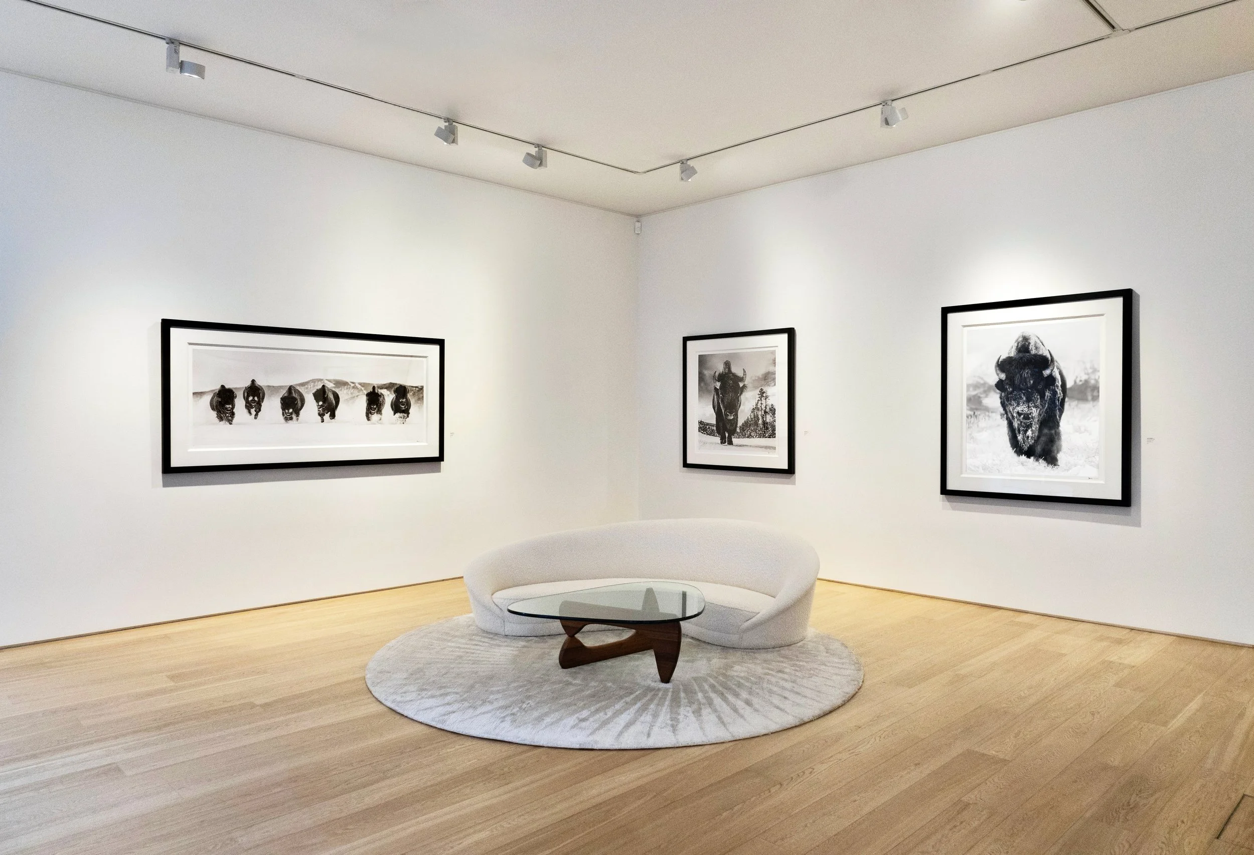 Art gallery with black-and-white animal photographs on white walls, a round white sofa, a glass coffee table, and hardwood floors.