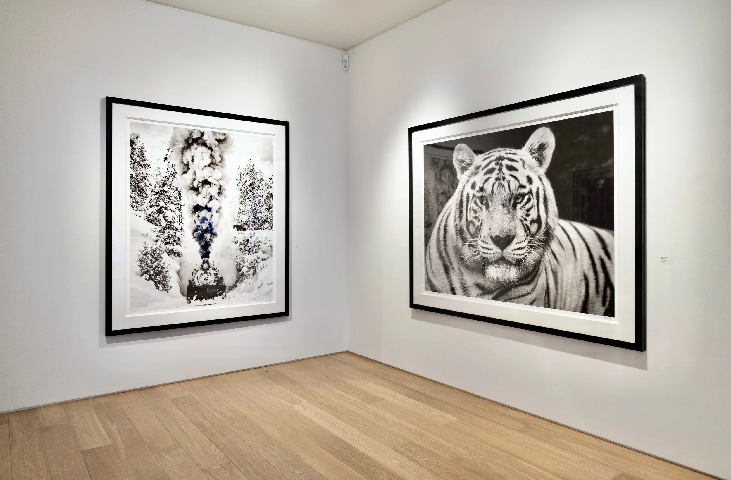 Gallery wall with two large black-and-white framed photographs, one of a snowy landscape with a steam train and explosion among snow-covered trees, and the other of a close-up of a tiger's face, in an art gallery with white walls and wooden floor.