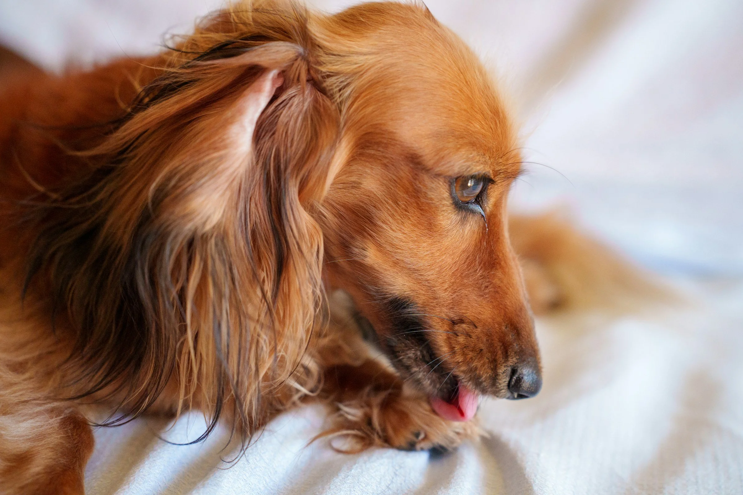 Ein kleiner, brauner Hund liegt auf einer weichen Oberfläche und schleckt sich die Pfoten.