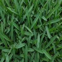 Buffalo grass on Perth lawn