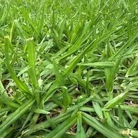 Kikuyu grass on Perth lawn