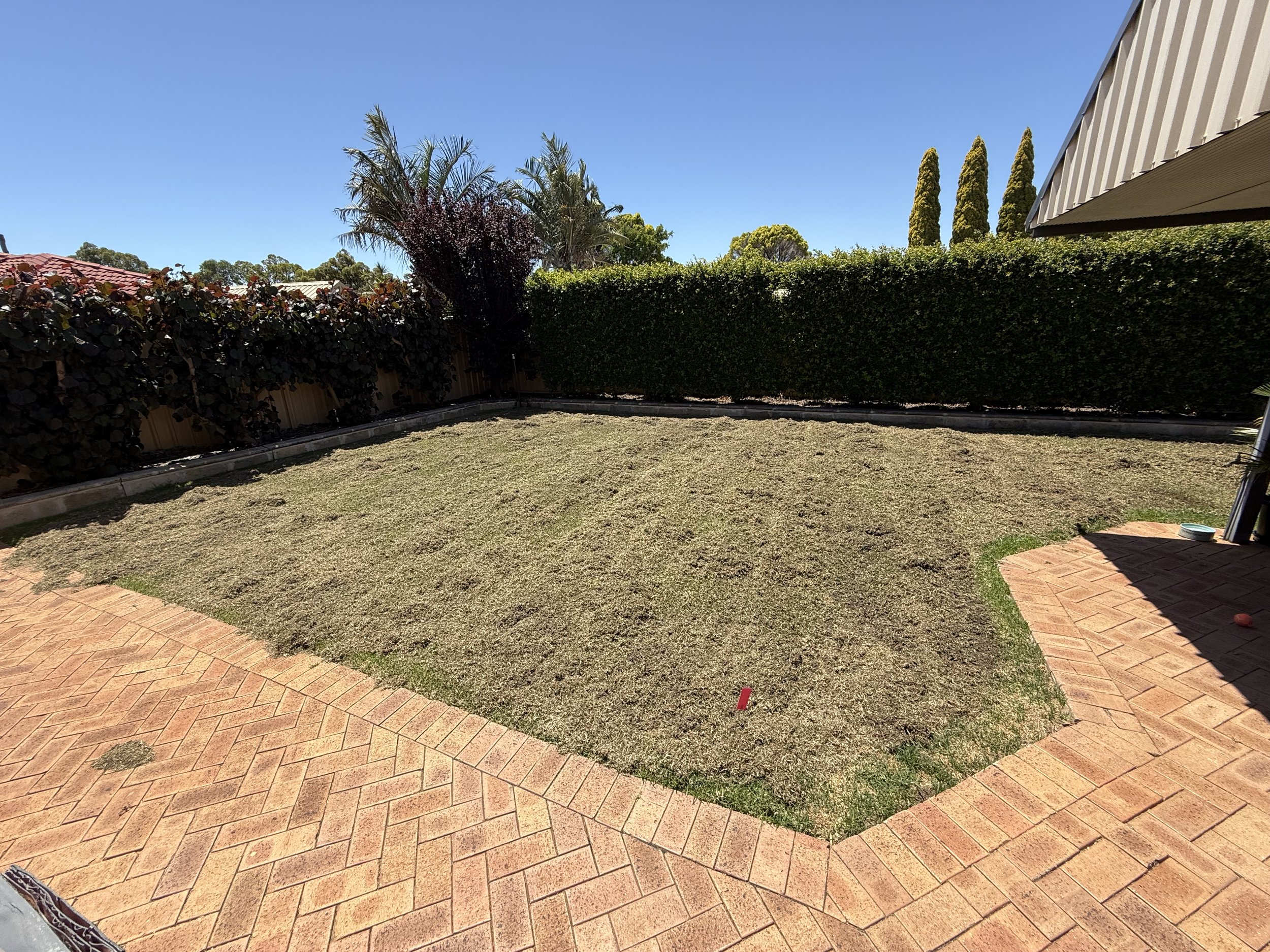 A backyard lawn in Perth after a full lawn renovation and vertimow, showing no thatch build up on the lawn's surface.