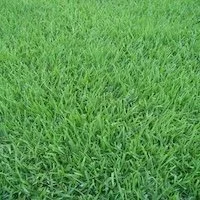 Couch grass on Perth lawn