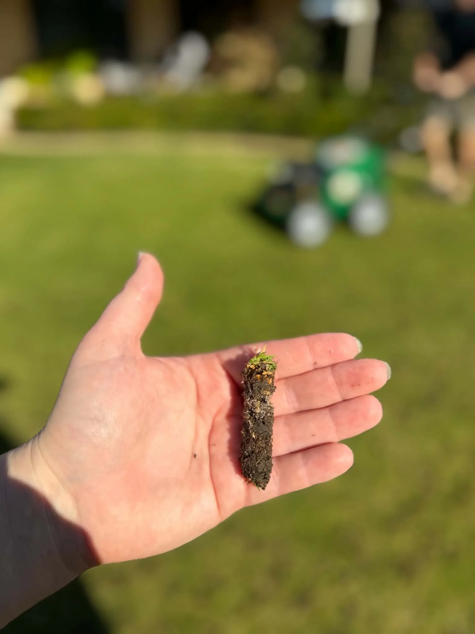 A sample of soil plugs taken during a coring and aeration service for a Perth lawn.