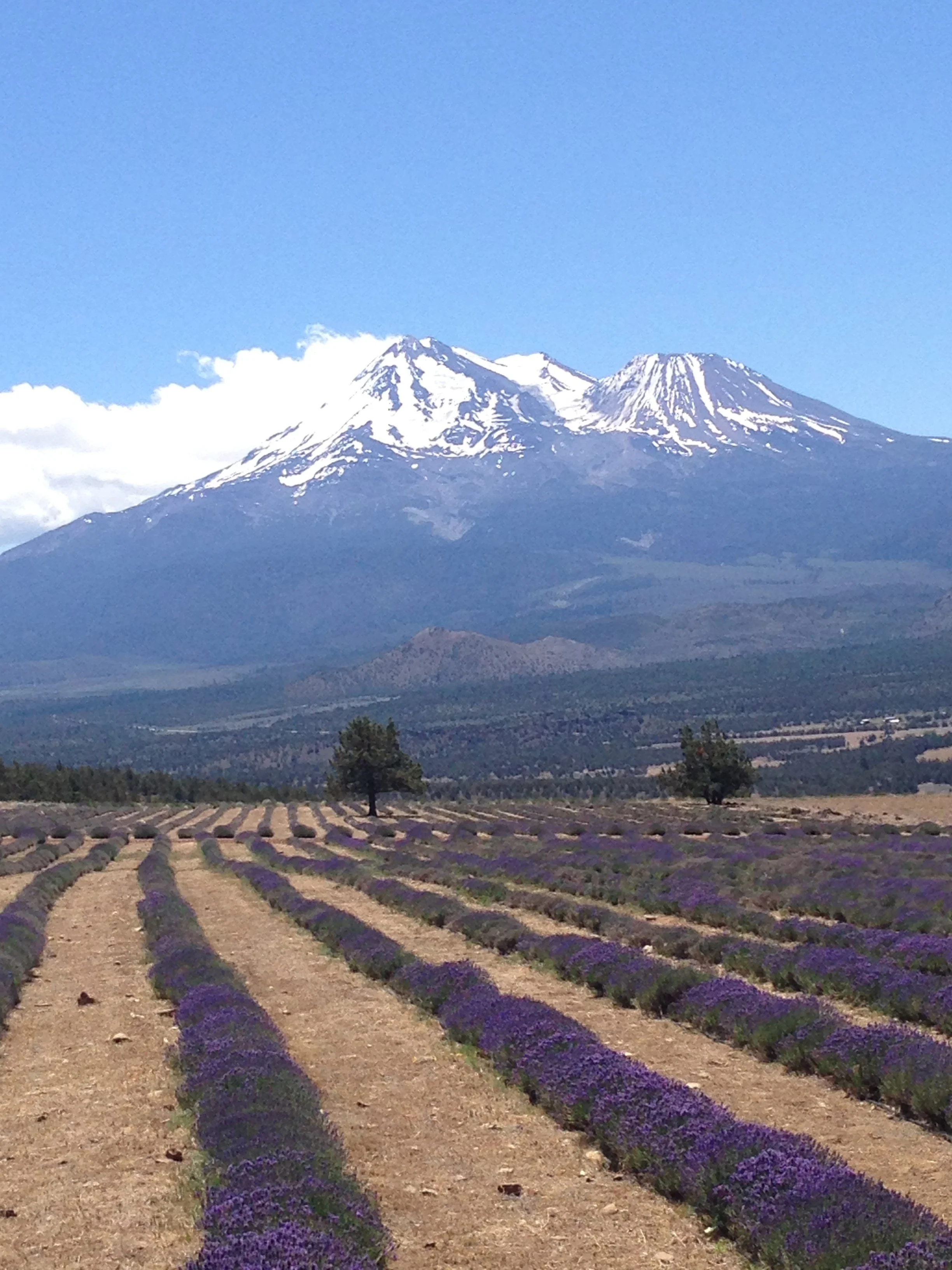 A landscape photo of lavender fields with mountains and snow-capped peaks in the background, under a clear blue sky.