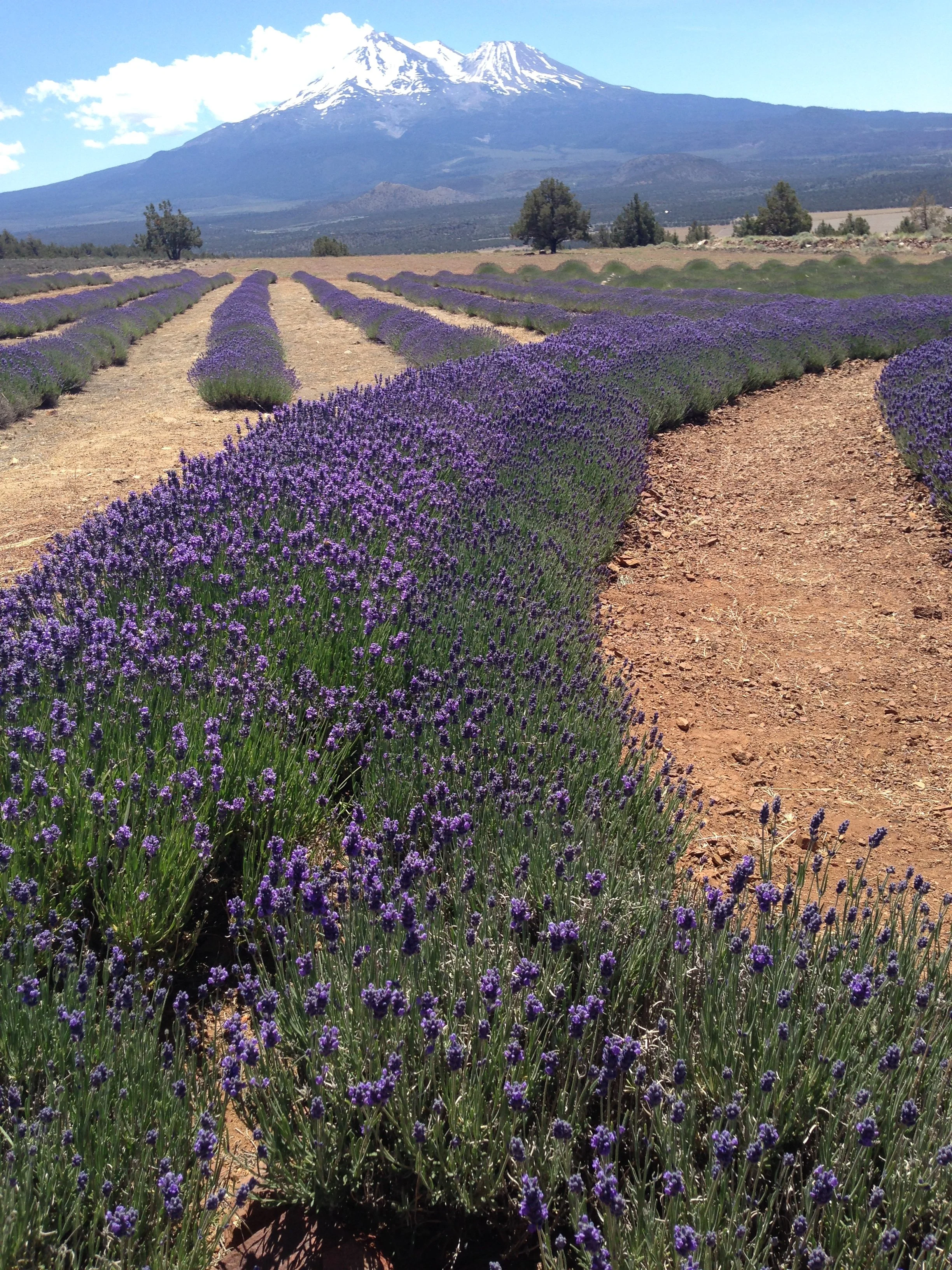 A field of blooming lavender plants with a mountain in the background, partially covered with snow, under a partly cloudy sky.