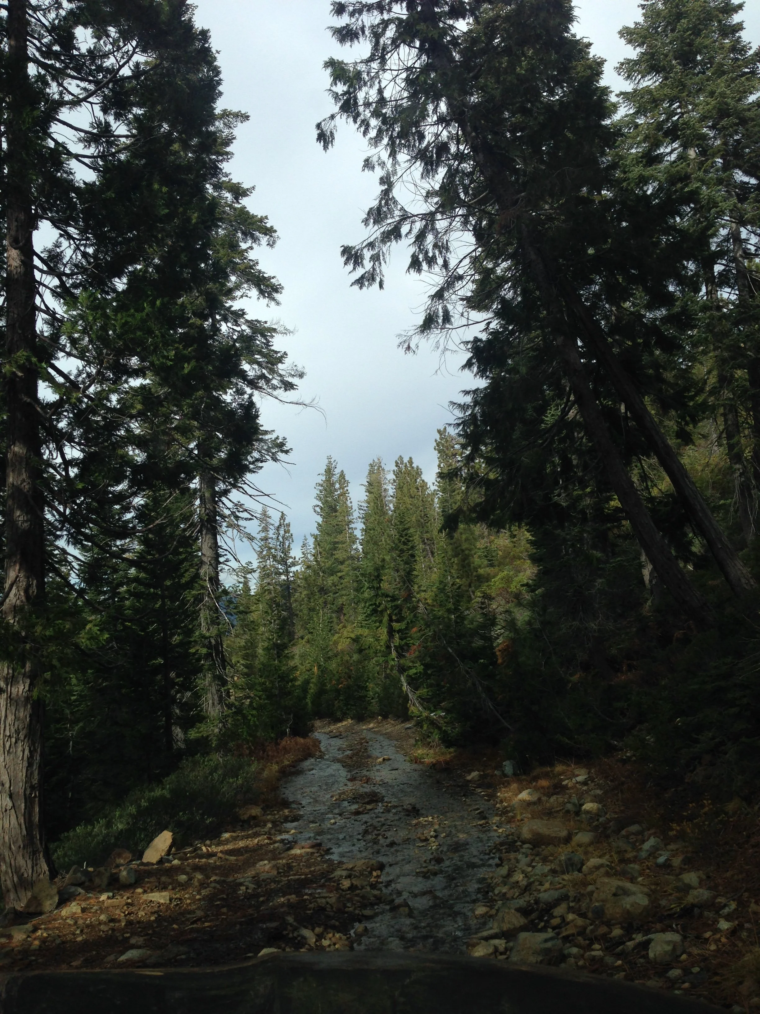 A scenic view of a forest with tall, dense pine trees surrounding a rocky stream or creek flowing through the forest.