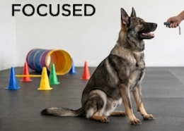 A German Shepherd dog sitting in a training facility with colorful cones and agility equipment, focusing on a person’s hand.