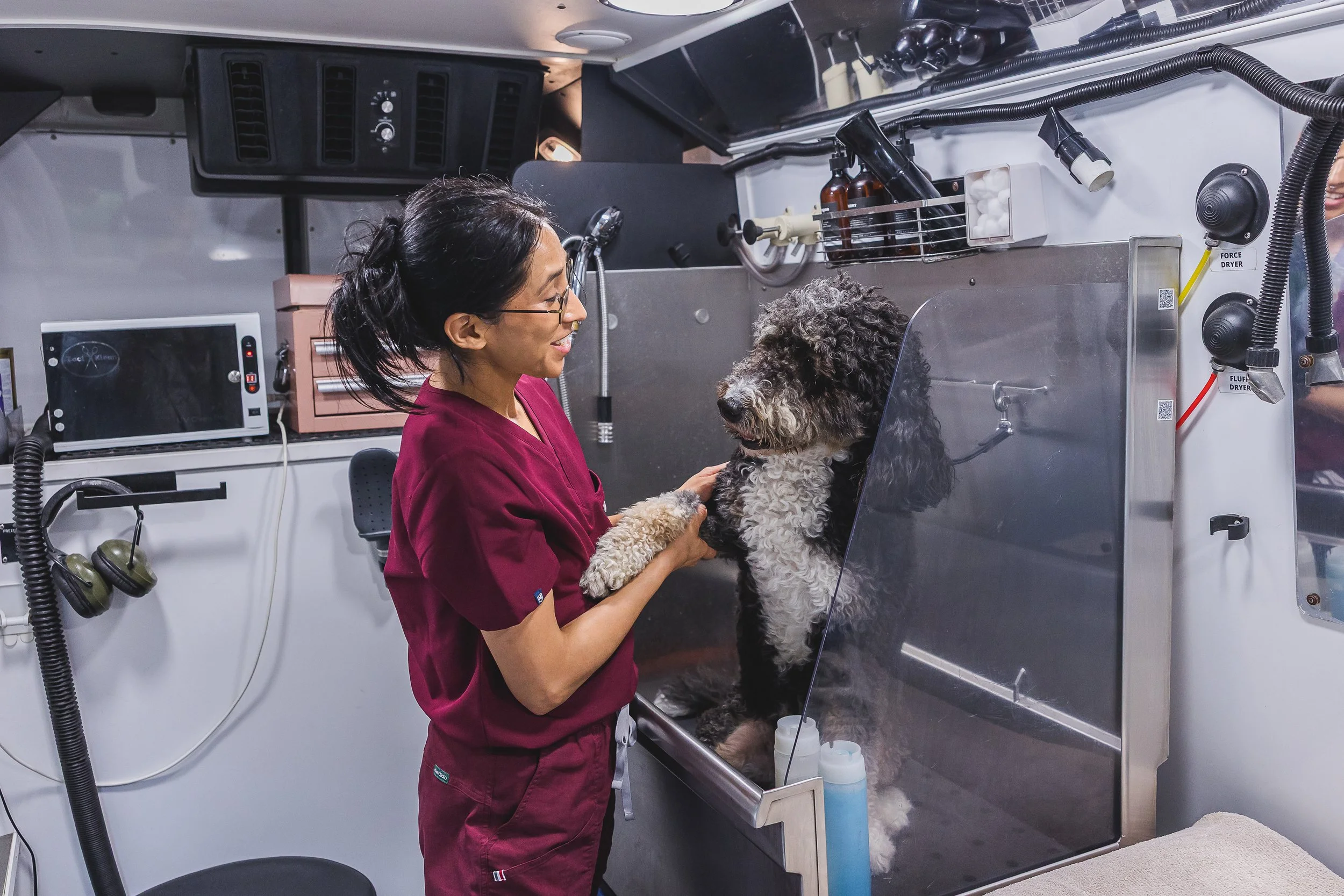 On location mobile groomer in York Maine washes curly grey and white dog in her van