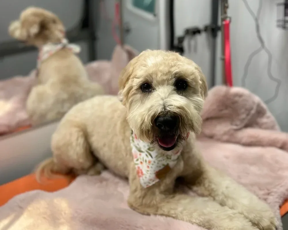 5 Tips to Help Your Dog Stay Calm Before Grooming