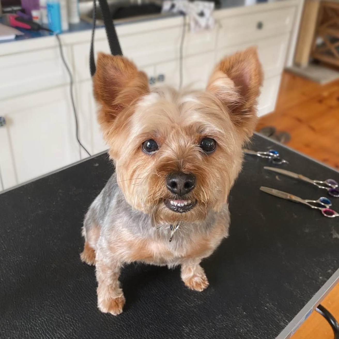 How Often Should My Dog Be Groomed?
