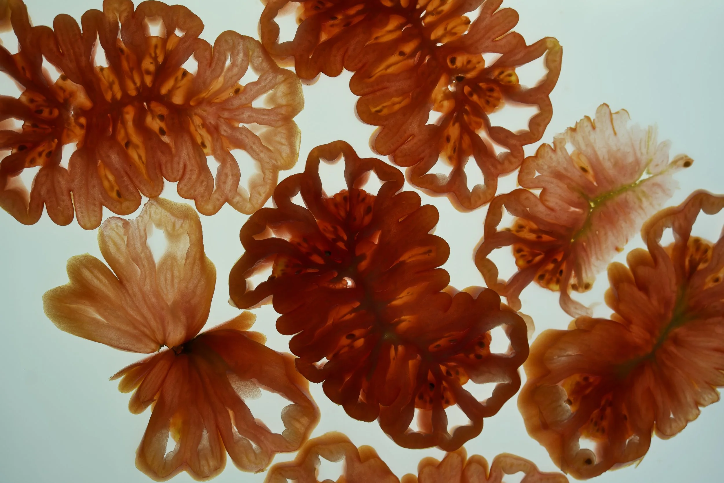 coeur de boeuf tomaten carpaccio op lichtbak