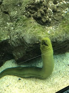 Tampa Florida Aquarium 