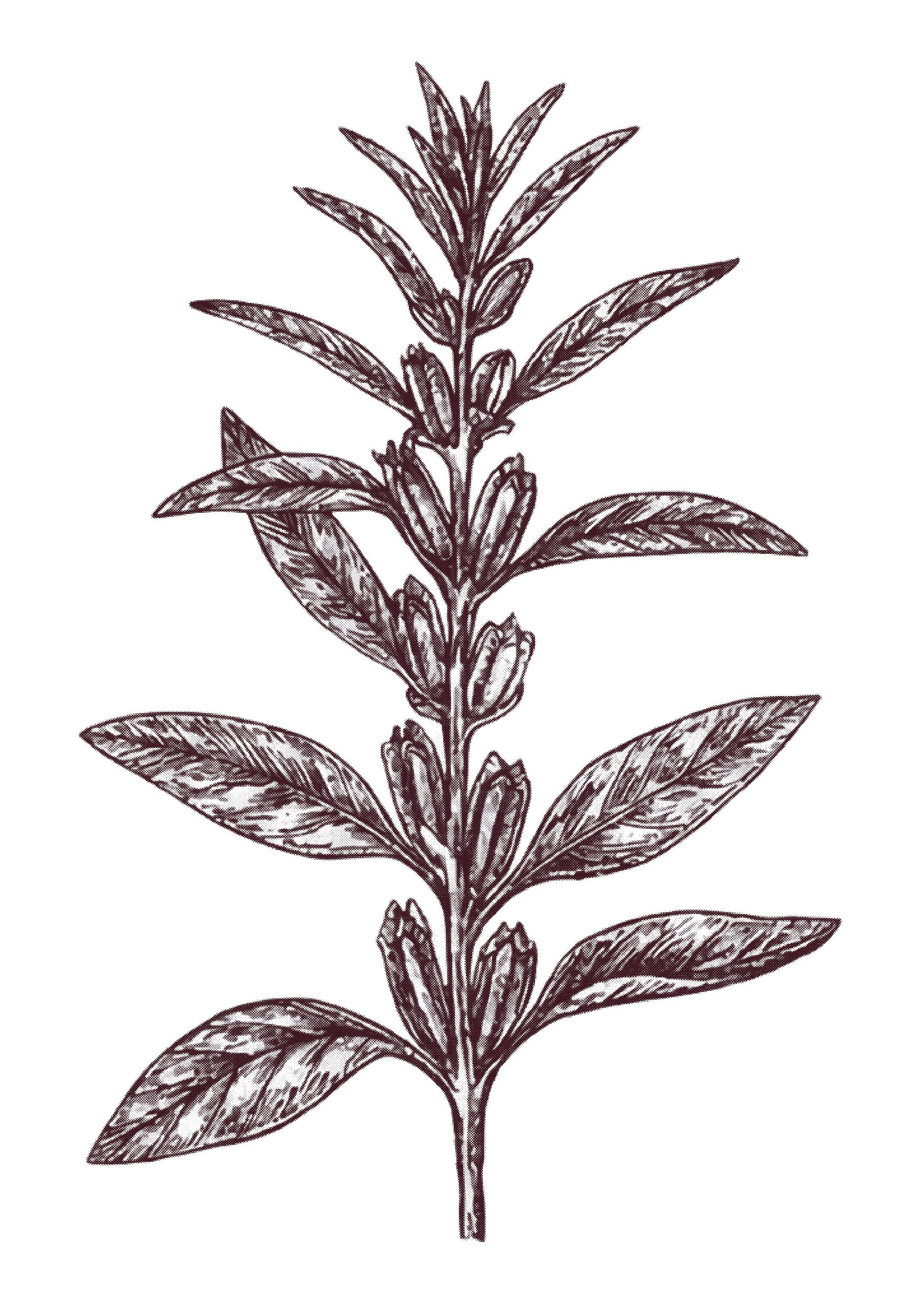 Illustration dessinée d'une plante à plusieurs feuilles allongées et pointues sur une tige