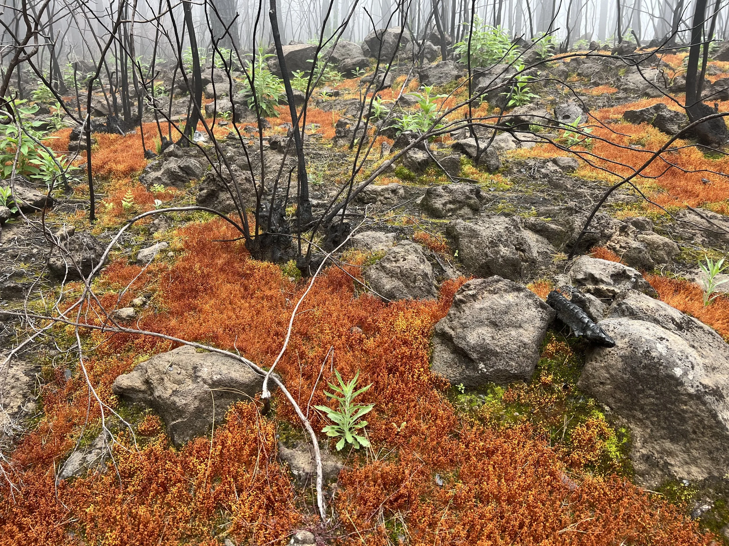 Feuer auf dem Boden, überwuchert von orange und grünen Flechten, mit verbrannten Zweigen und Steinen im Vordergrund, im dichten, vernebelten Wald.