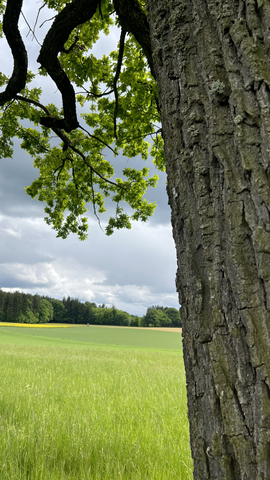 Nahaufnahme eines Baumstamms mit grünen Blättern im Hintergrund, Feld und bewölkter Himmel.