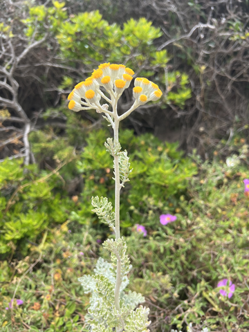 Nahaufnahme einer Pflanze mit gelben Blüten auf einer Wüstenlandschaft