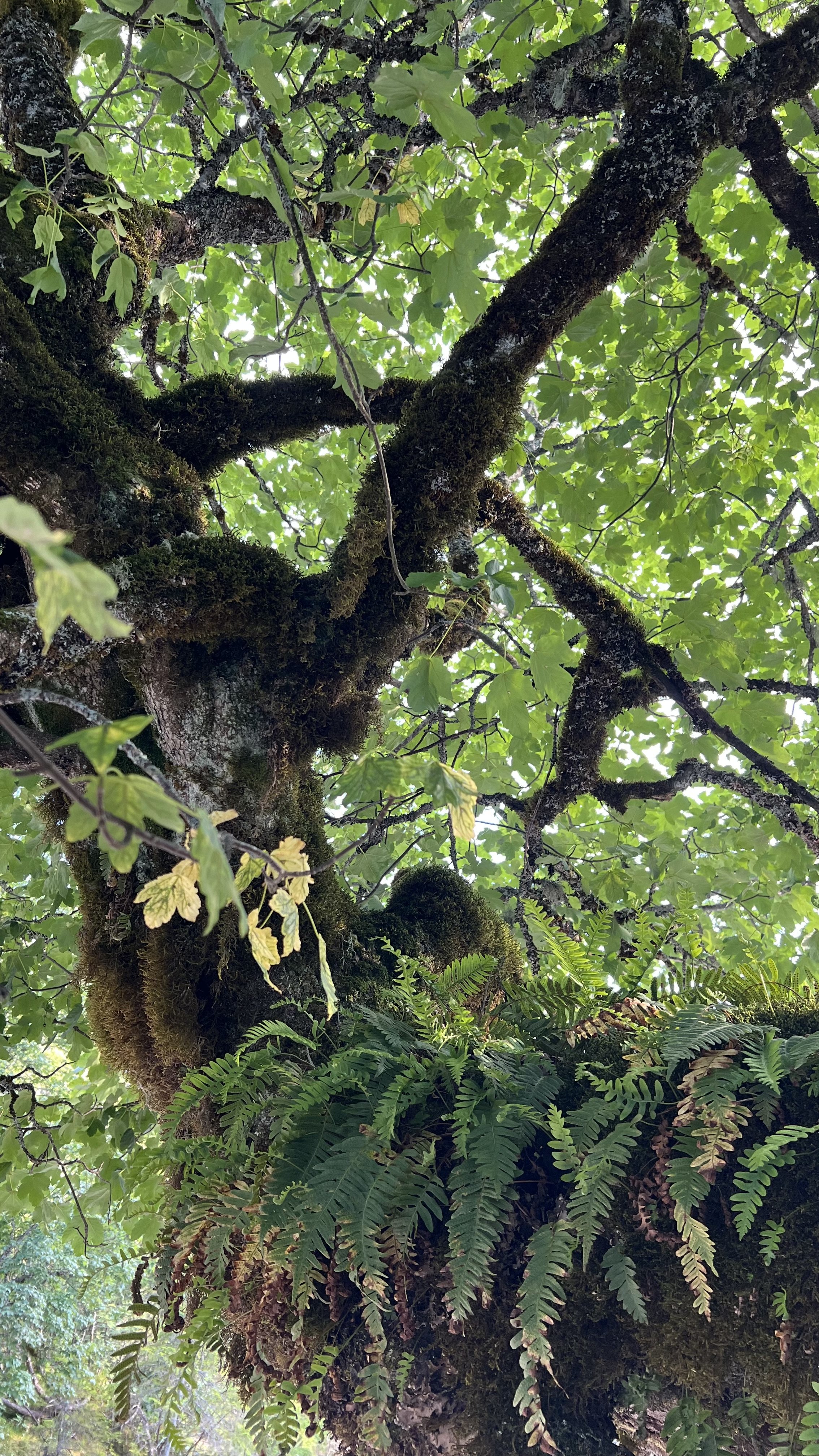 Aufnahme eines Baumstamms mit Lianen, Moos und grünen Blättern im Wald, Blick nach oben.