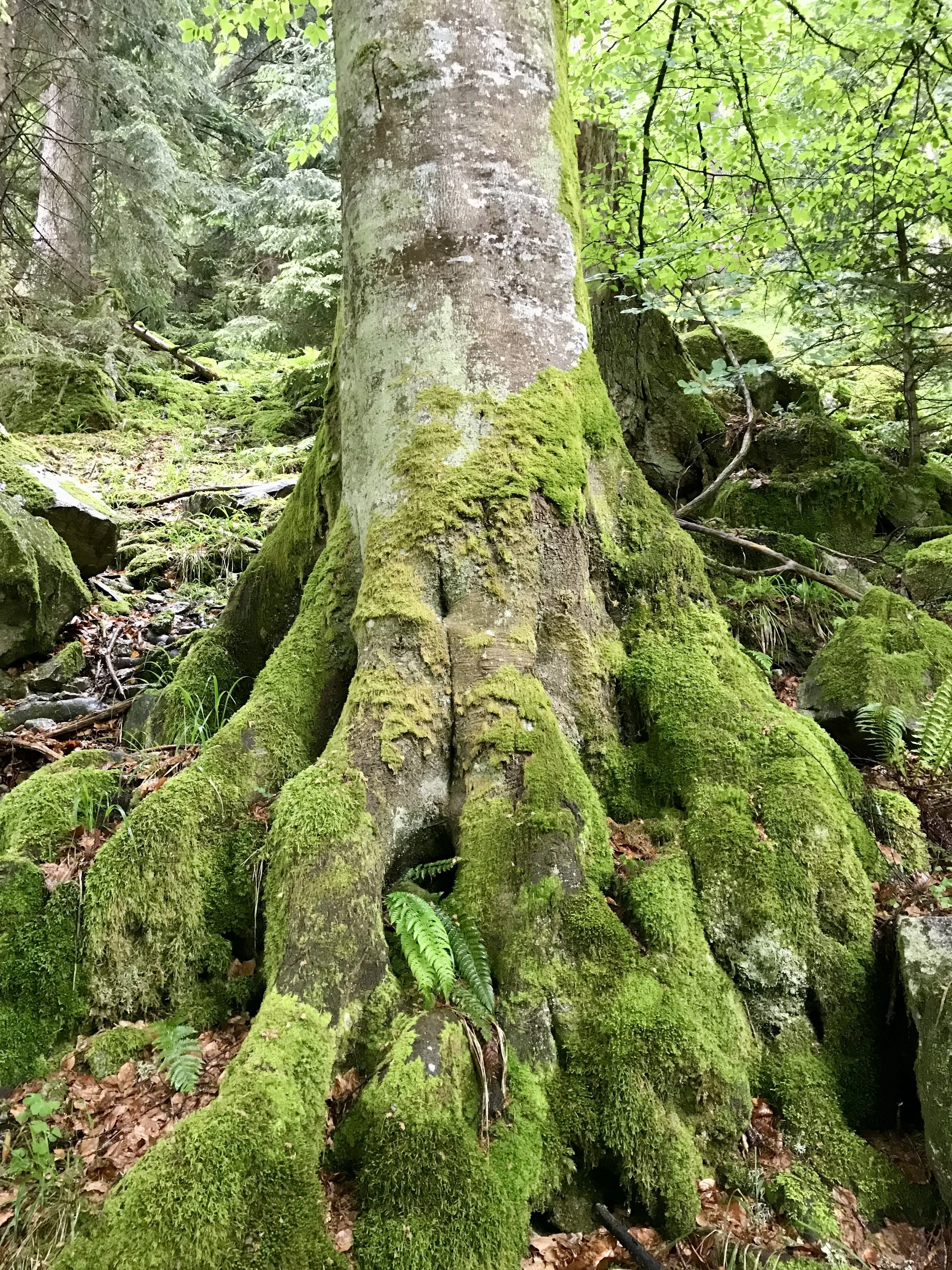 Ein Baum mit einer breiten, moosbedeckten Wurzel im Wald, umgeben von grünen Blättern und kleinen Pflanzen.