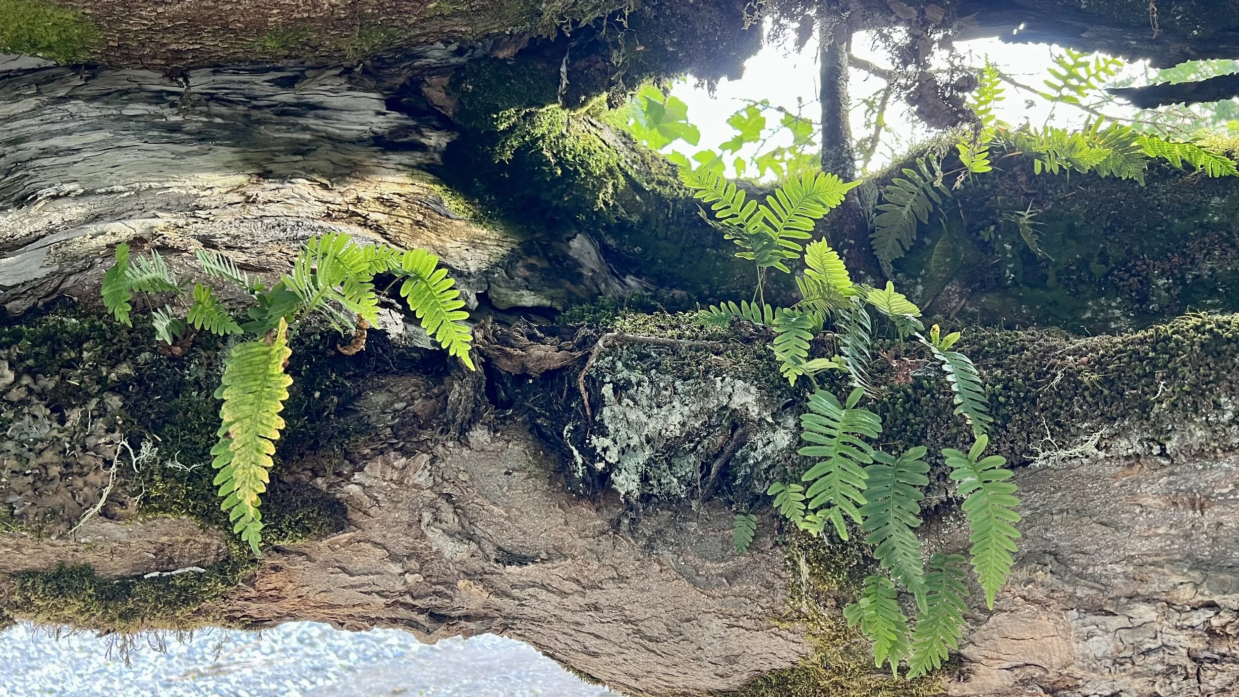 Nahaufnahme einer Baumrinde mit grünen Farnblättern und Moos in einem Wald