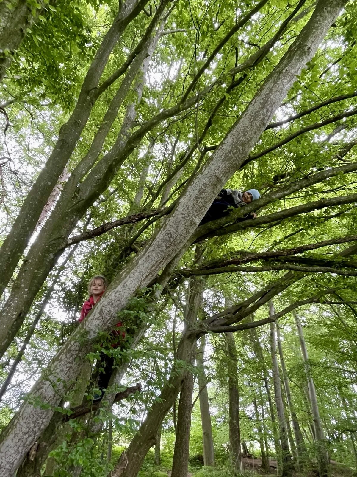 Ein Kind klettert in einem Baum im Wald, während ein anderes Kind am unteren Ast steht und in die Kamera lächelt.