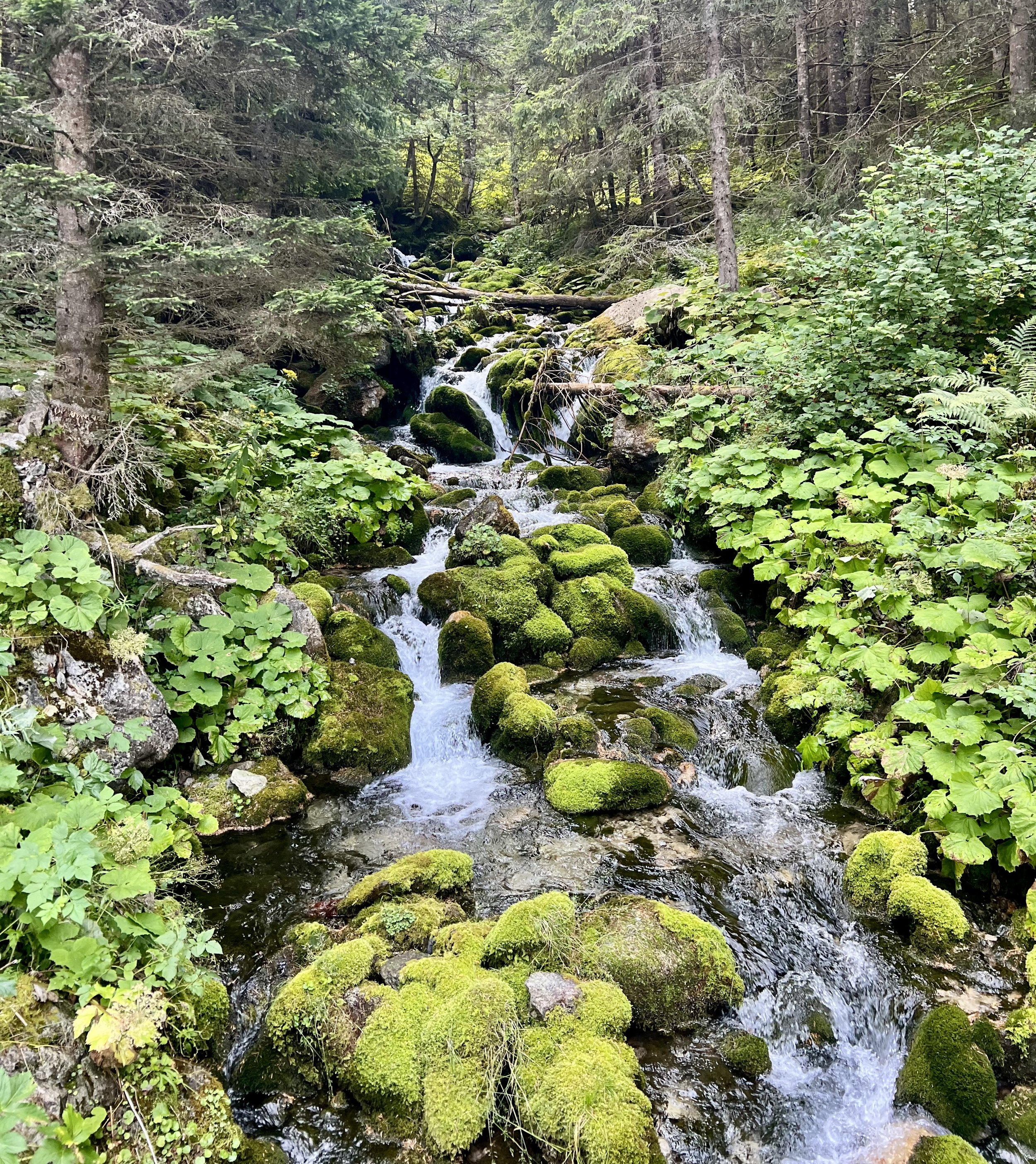 Ein kleiner Gebirgsbach, der über moosbedeckte Steine fließt, in einem dichten grünen Wald mit hohen Bäumen.