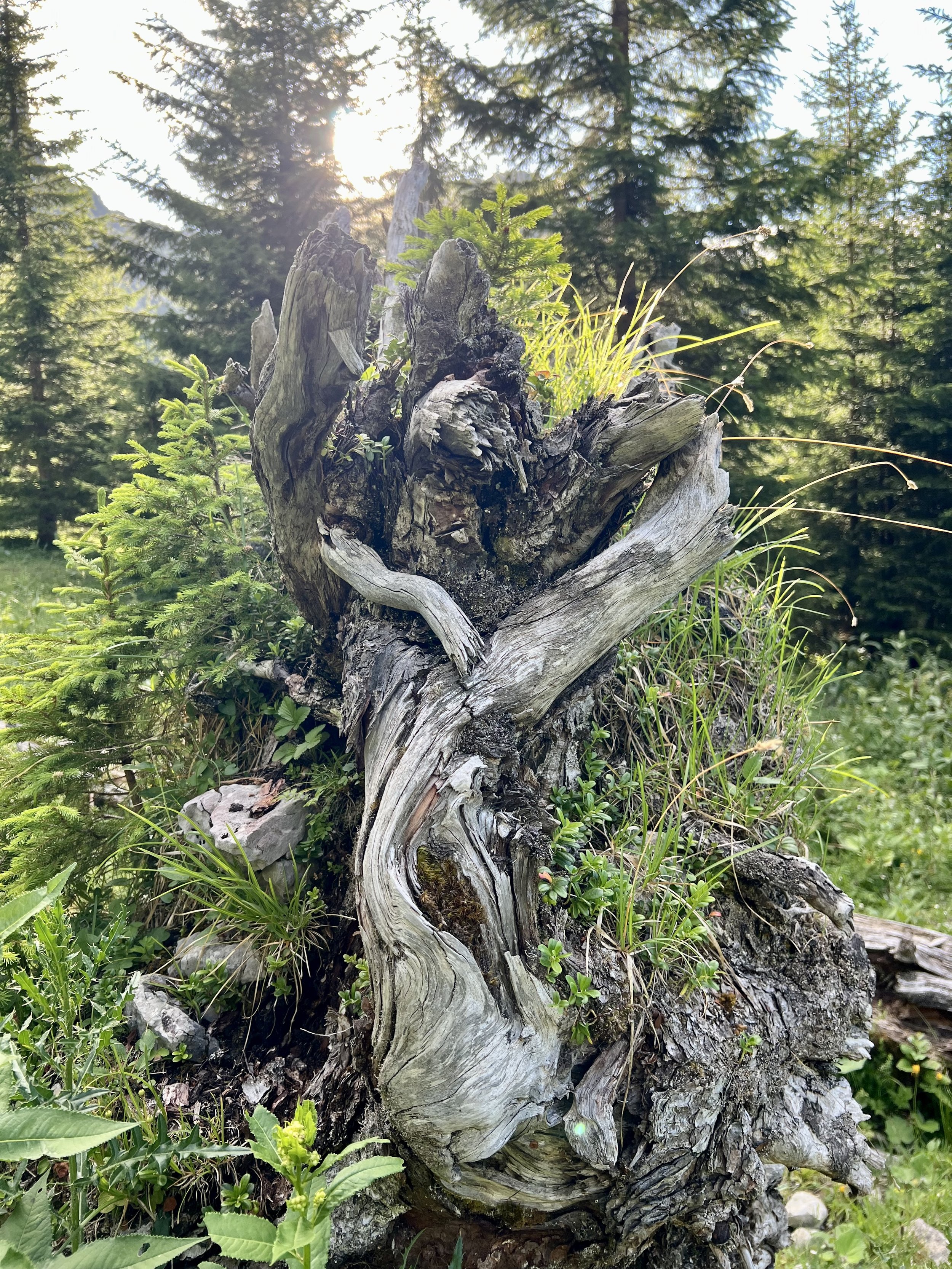 Ein abgestorbener Baumstamm mit wachsendem Grün im Hintergrund bei Sonnenlicht.