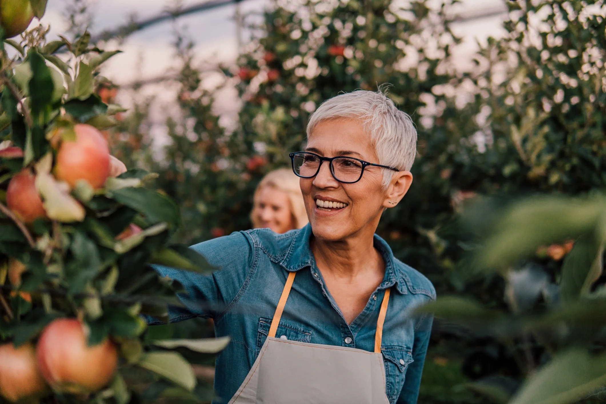 A woman with short gray hair and glasses smiling as she picks apples in an orchard. She is wearing a denim shirt and a beige apron. Another person, likely a child, is visible in the background.