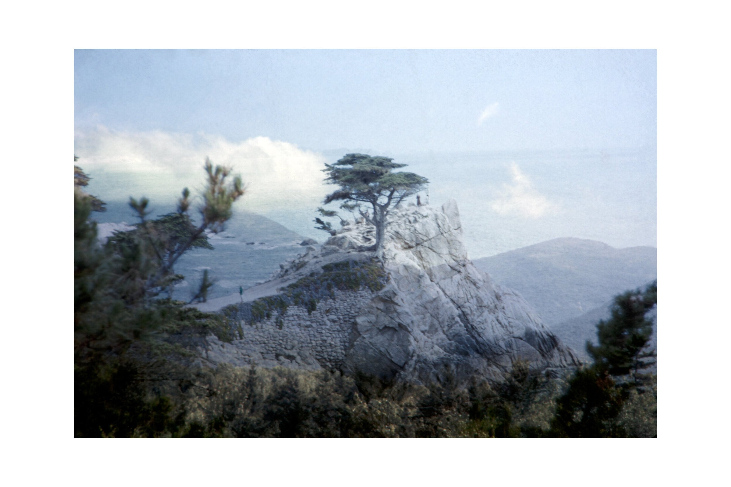 clare-massey-shared-land-04b-cypress-on-rock-found-kodachrome.jpg