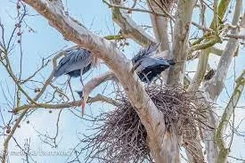 Heron Rookery