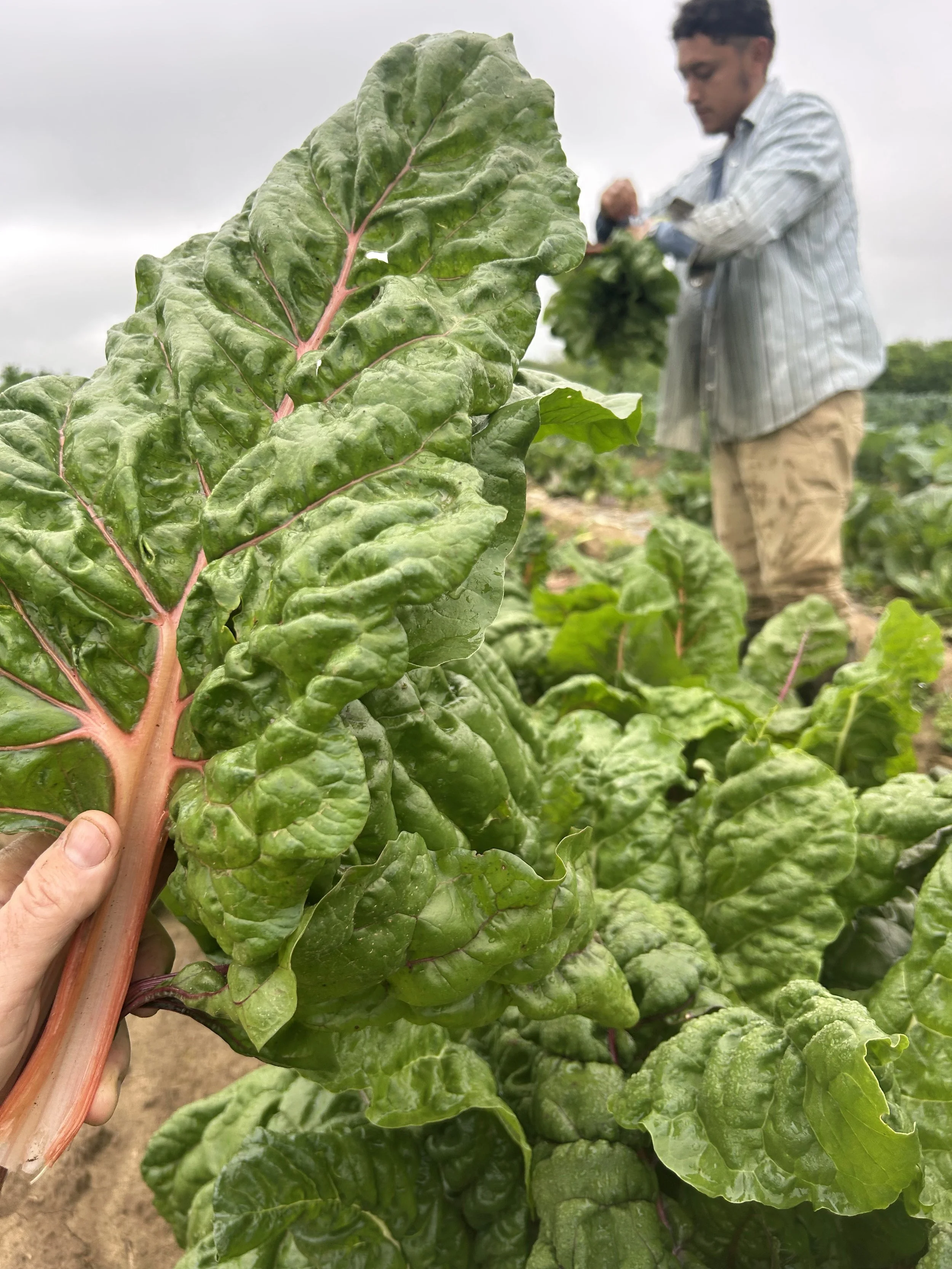 Care for Your Leafy Greens
