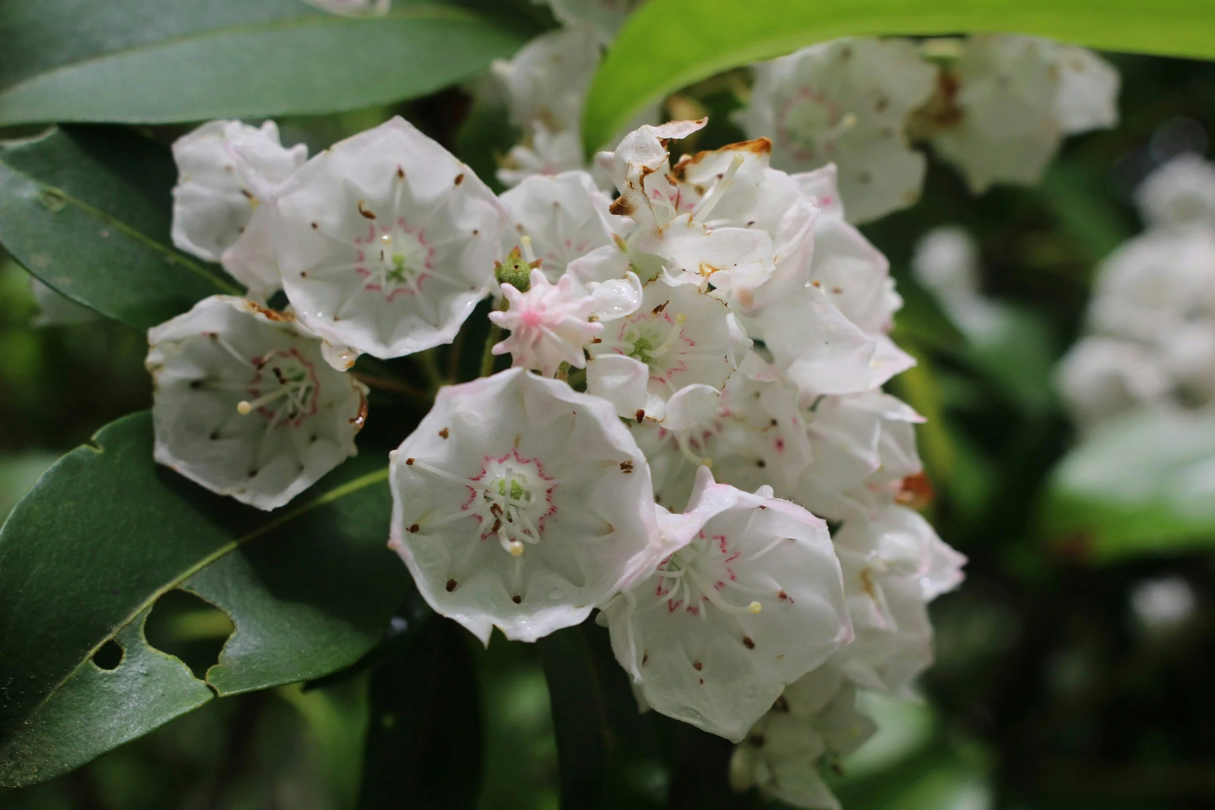 A close-up of white rhododendron laurel flowers with pink markings surrounded by green leaves.