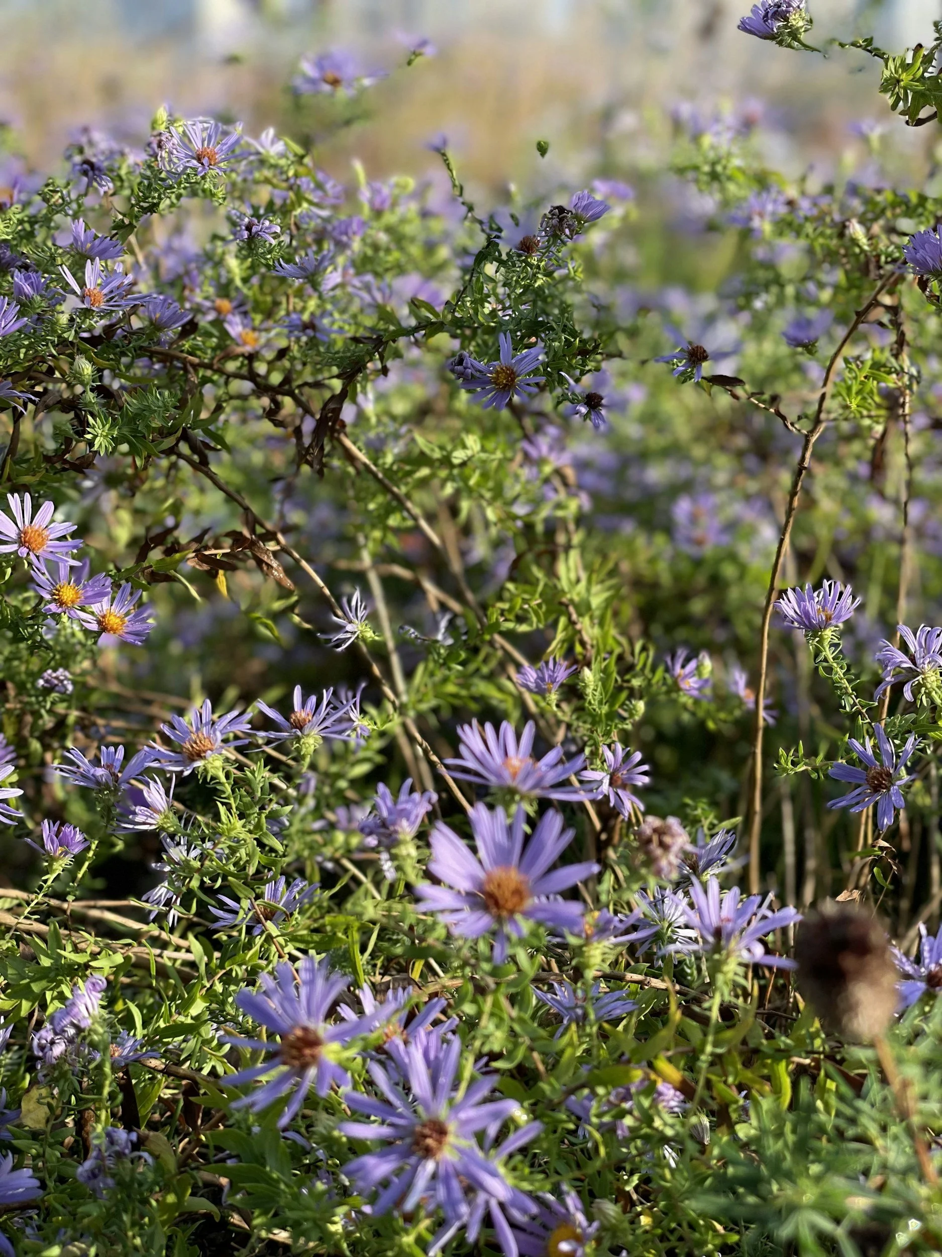 Purple flowers with yellow centers growing amongst green foliage, some flowers in bloom and some budding, in a natural outdoor setting.