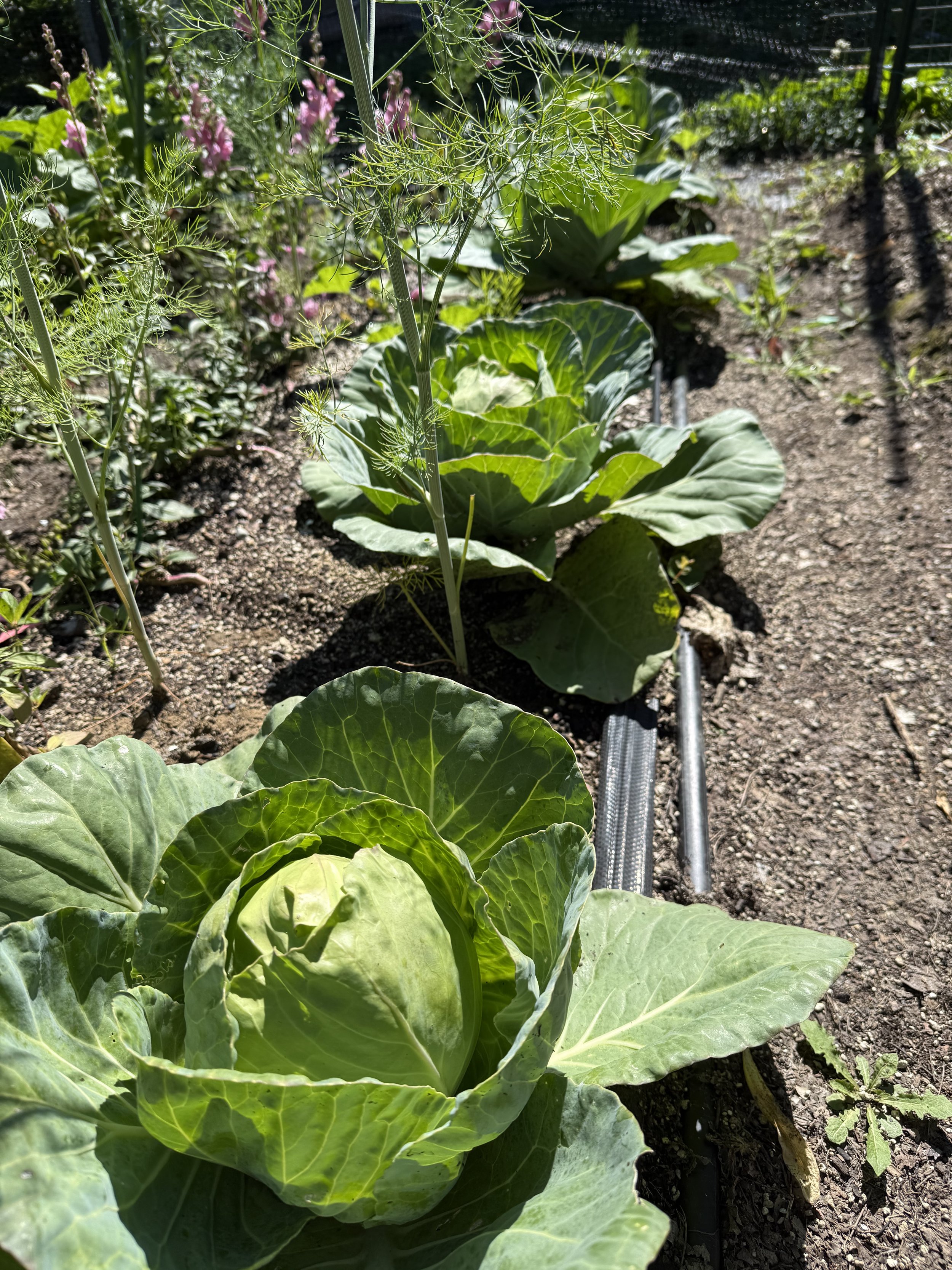 Growing vegetables in a garden bed with leafy greens and other plants, sunny weather, soil and irrigation piping visible.